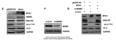 Anti-Histone H1.2 antibody used in Western Blot (WB). GTX122561