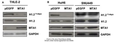 Anti-Histone H1.2 antibody used in Western Blot (WB). GTX122561