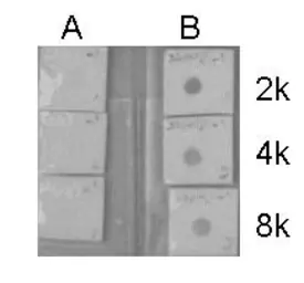 Anti-Histone H3K9K14ac (Acetyl Lys9/Lys14) antibody used in Dot blot (Dot). GTX122648