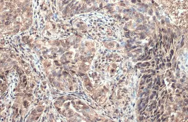 Anti-ULBP1 antibody [N1C3] used in IHC (Paraffin sections) (IHC-P). GTX123021