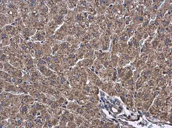 Anti-ATL3 antibody used in IHC (Paraffin sections) (IHC-P). GTX123176