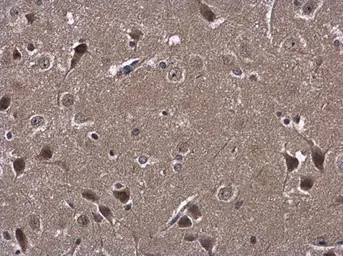Anti-ATL3 antibody used in IHC (Paraffin sections) (IHC-P). GTX123176