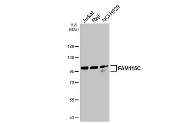 Anti-FAM115C antibody used in Western Blot (WB). GTX123264