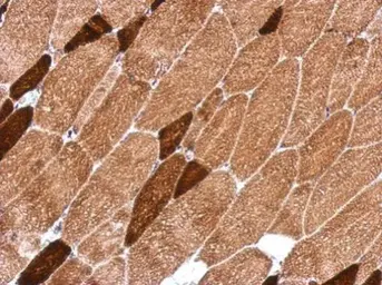 Anti-OXSM antibody used in IHC (Paraffin sections) (IHC-P). GTX123464