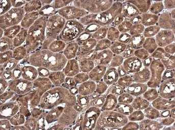Anti-Caspase 1 p10 subunit antibody used in IHC (Paraffin sections) (IHC-P). GTX123675