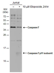Anti-Caspase 7 antibody used in Western Blot (WB). GTX123679
