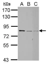 Anti-RED antibody used in Western Blot (WB). GTX123717