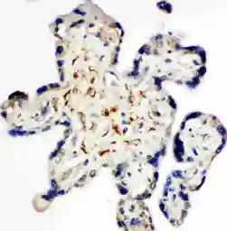 Anti-Syndecan 3 antibody used in IHC (Paraffin sections) (IHC-P). GTX12378
