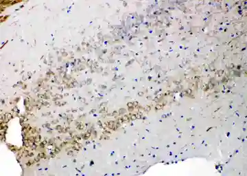 Anti-Syndecan 3 antibody used in IHC (Paraffin sections) (IHC-P). GTX12378