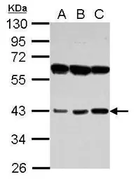Anti-PECI antibody used in Western Blot (WB). GTX123947