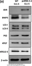 Anti-ATG12 antibody used in Western Blot (WB). GTX124181