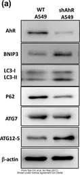 Anti-ATG12 antibody used in Western Blot (WB). GTX124181