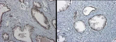 Anti-TET1 antibody [N3C1] used in IHC (Paraffin sections) (IHC-P). GTX124207