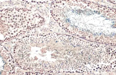 Anti-TET1 antibody [N3C1] used in IHC (Paraffin sections) (IHC-P). GTX124207