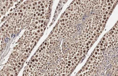 Anti-TET1 antibody [N3C1] used in IHC (Paraffin sections) (IHC-P). GTX124207