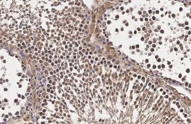 Anti-TET1 antibody [N3C1] used in IHC (Paraffin sections) (IHC-P). GTX124207