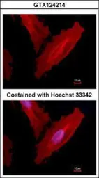 Anti-beta Actin antibody used in Immunocytochemistry/ Immunofluorescence (ICC/IF). GTX124214