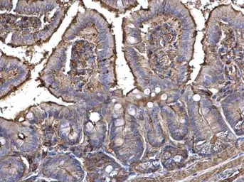 Anti-beta Actin antibody used in IHC (Paraffin sections) (IHC-P). GTX124214