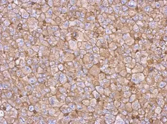 Anti-beta Actin antibody used in IHC (Paraffin sections) (IHC-P). GTX124214