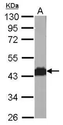 Anti-beta Actin antibody used in Western Blot (WB). GTX124214