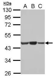 Anti-beta Actin antibody used in Western Blot (WB). GTX124214