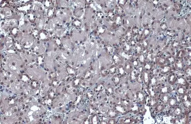 Anti-JMJD3 antibody [C2], C-term used in IHC (Paraffin sections) (IHC-P). GTX124222