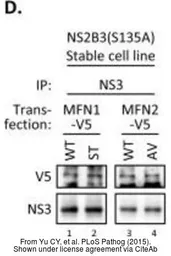 Anti-Dengue virus NS3 protein antibody used in Western Blot and Immunoprecipitation (WB IP). GTX124252
