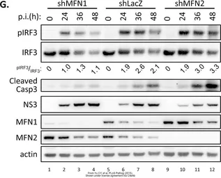 Anti-Dengue virus NS3 protein antibody used in Western Blot (WB). GTX124252