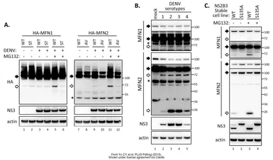 Anti-Dengue virus NS3 protein antibody used in Western Blot (WB). GTX124252