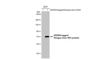Anti-Dengue virus NS3 protein antibody used in Western Blot (WB). GTX124252