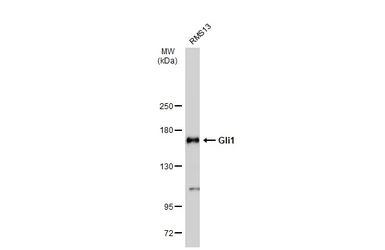 Anti-Gli1 antibody used in Western Blot (WB). GTX124274