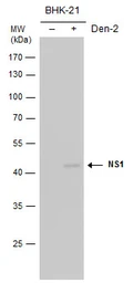 Anti-Dengue virus NS1 protein antibody (Biotin) used in Western Blot (WB). GTX124280-02