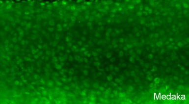 Anti-Pcna antibody used in IHC (Whole mount) (IHC-Wm). GTX124496