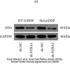 Anti-Gapdh antibody used in Western Blot (WB). GTX124502