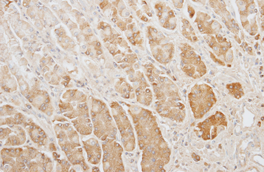 Anti-Gapdh antibody used in IHC (Paraffin sections) (IHC-P). GTX124502