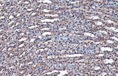 Anti-Gapdh antibody used in IHC (Paraffin sections) (IHC-P). GTX124502