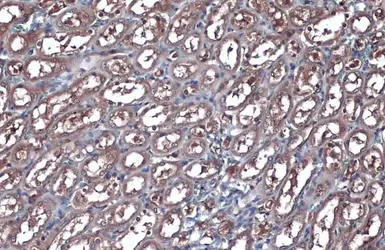 Anti-Gapdh antibody used in IHC (Paraffin sections) (IHC-P). GTX124502