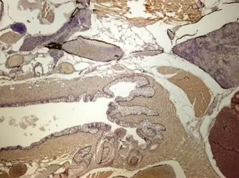 Anti-Ef1a antibody used in IHC (Paraffin sections) (IHC-P). GTX124538