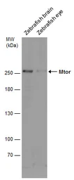 Anti-Mtor antibody used in Western Blot (WB). GTX124771