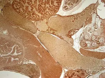 Anti-Mapk3 antibody used in IHC (Paraffin sections) (IHC-P). GTX125115