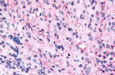 Anti-GPR45 antibody used in IHC (Paraffin sections) (IHC-P). GTX12574