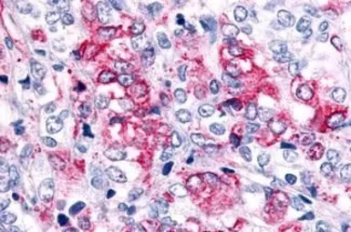 Anti-GPR45 antibody used in IHC (Paraffin sections) (IHC-P). GTX12574