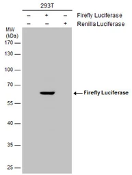 Anti-Firefly Luciferase antibody used in Western Blot (WB). GTX125848