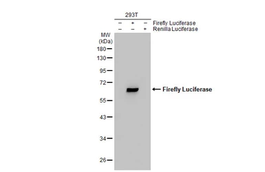Anti-Firefly Luciferase antibody used in Western Blot (WB). GTX125849