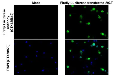 Anti-Firefly Luciferase antibody used in IHC-P (cell pellet) (IHC-P (cell pellet)). GTX125849