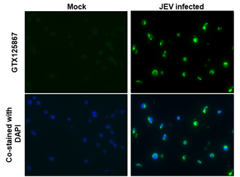 Anti-Japanese encephalitis virus Envelope antibody used in IHC-P (cell pellet) (IHC-P (cell pellet)). GTX125867