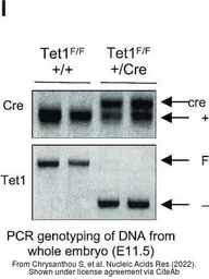 Anti-TET1 antibody [N1], N-term used in Western Blot (WB). GTX125888