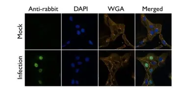 Anti-Influenza A virus PB2 protein antibody used in Immunocytochemistry/ Immunofluorescence (ICC/IF). GTX125925