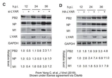 Anti-Influenza A virus PB2 protein antibody used in Western Blot (WB). GTX125926