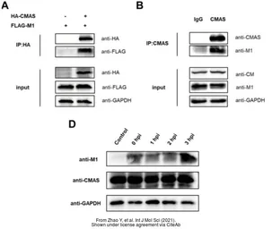 Anti-Influenza A virus M1 (matrix protein) antibody used in Western Blot (WB). GTX125928